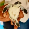 Saona Island Small Group Experience