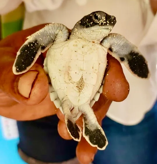 Saona Island Small Group Experience